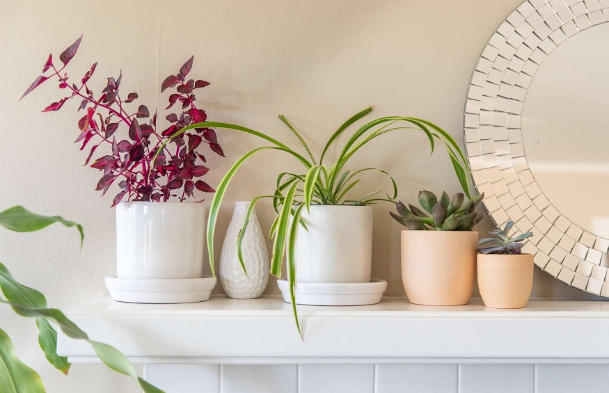 Home Decor Plants