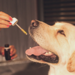 CBD oil for pets