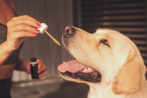 CBD oil for pets